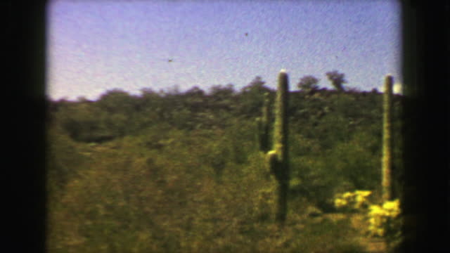 1951: Scenic desert valley cactus field spring green blooming landscape.