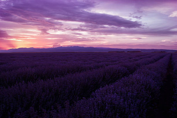istock Lavender fields. Beautiful image of lavender field. 545333906
