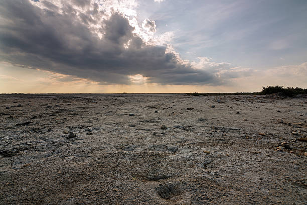istock Camargue Landscape, France 545335448