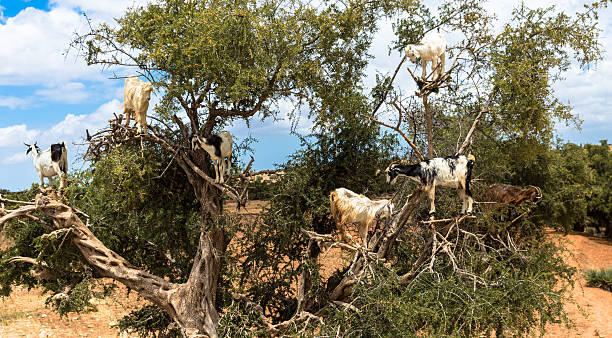 istock Tree-climbing goats of Morocco 545337112