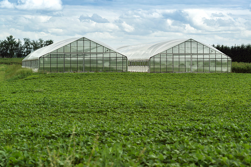 two greenhouse with plants in the foreground and clouds in the background