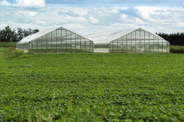 two greenhouse stock photo