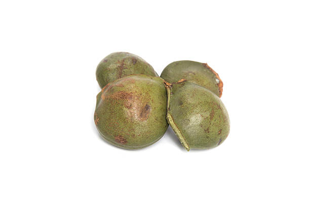 istock luk nieng, djenkol bean fruit isolated on white background 545337470