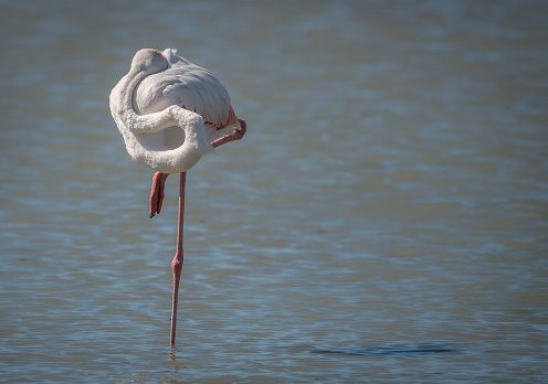 A Wild Pink Flamingo