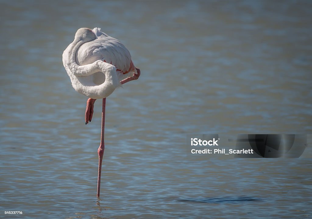 Wild Pink Flamingo A Wild Pink Flamingo Flamingo Stock Photo