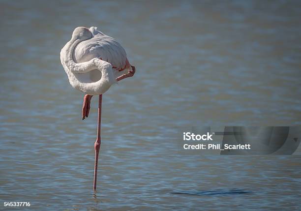 Wild Pink Flamingo Stock Photo - Download Image Now - Flamingo, Sleeping, Amputee