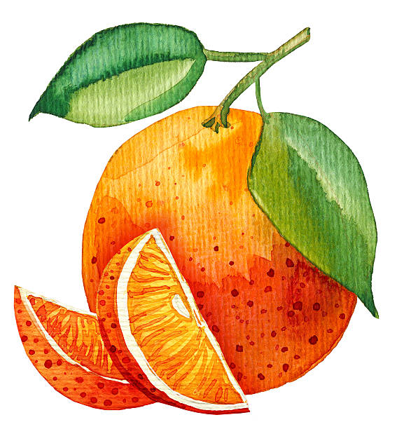 istock Watercolor painting of single orange with few slices 545338854