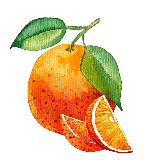 istock Watercolor painting of single orange with few slices 545339002