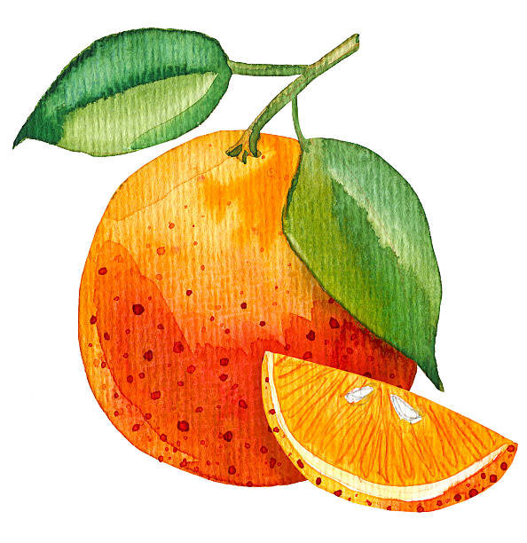 istock Watercolor painting of single orange with one slice 545339104