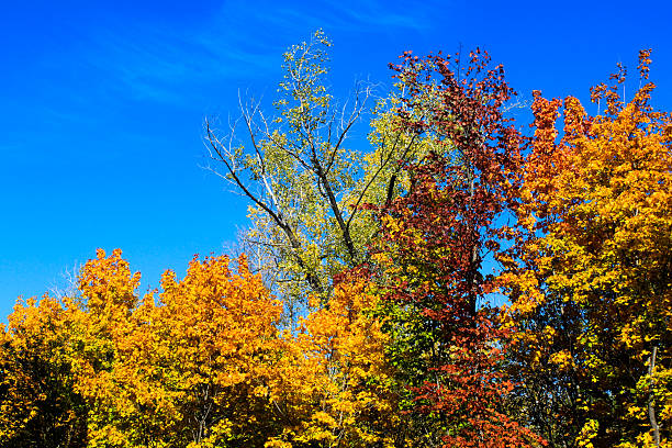istock autumn maple leaves blue sky yellow orange tree 545339402