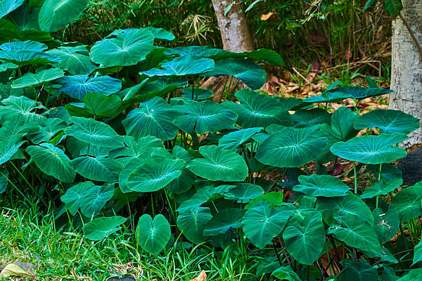 Colocasia esculenta in Saint Paul l'Etang, Reunion Island. 