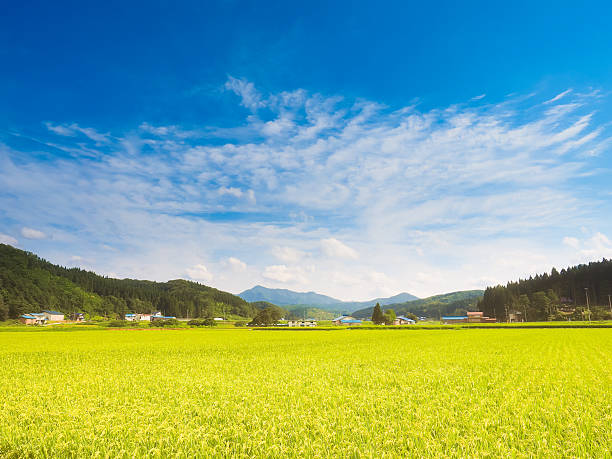 Rice field stock photo