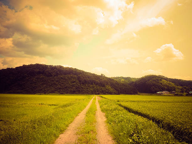 Rice field stock photo