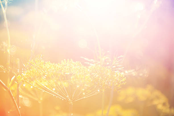 grass in a field in the sunshine