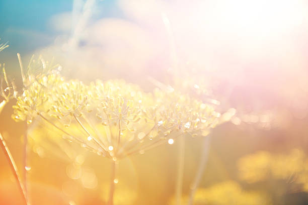 istock grass in a field in the sunshine 545341008