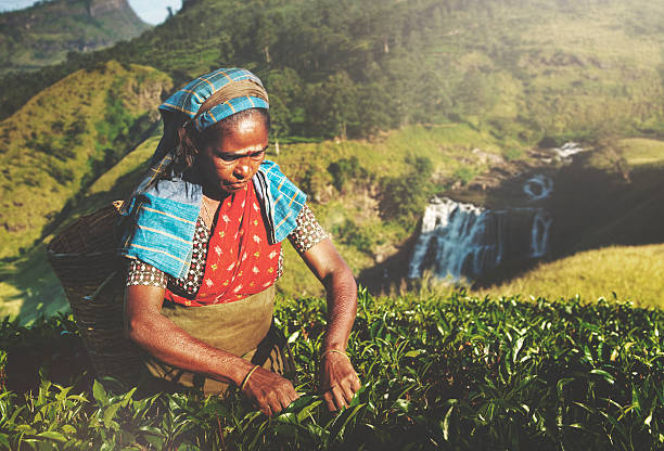 indigene sri-lankische tee-picker picking tee-konzept - ceylon tea stock-fotos und bilder