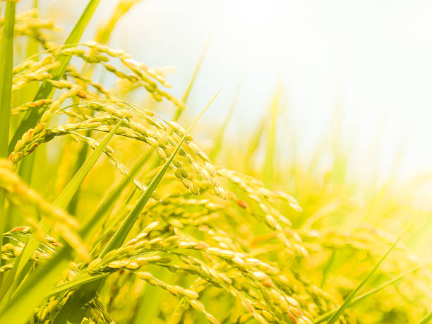 Rice field stock photo