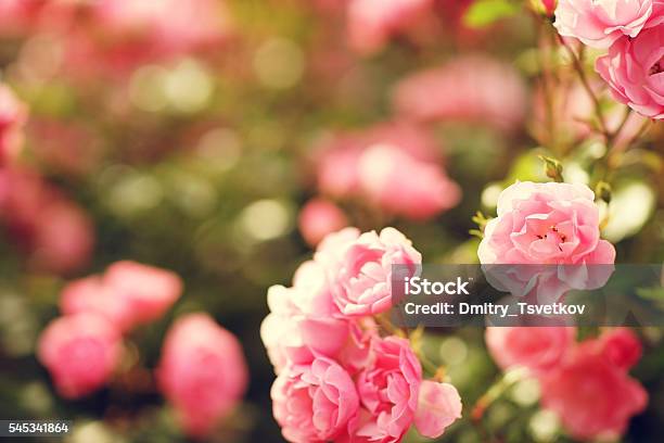 Pink Roses Bushes Stock Photo - Download Image Now - Agricultural Field, Rose - Flower, Pink Color