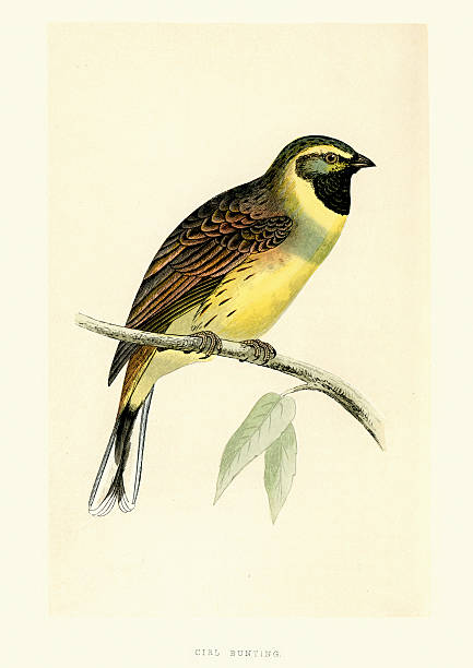 Natural History Birds - Cirl bunting Emberiza cirlus Vintage engraving of a Cirl bunting Emberiza cirlus a passerine bird in the bunting family Emberizidae. History of British Birds, Morris, 1853 bunt stock illustrations