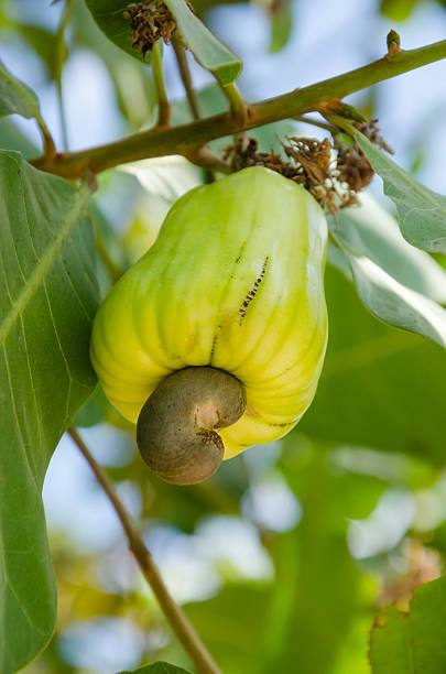 istock Cashew On  Cashew Tree In Natural Garden. 545342928