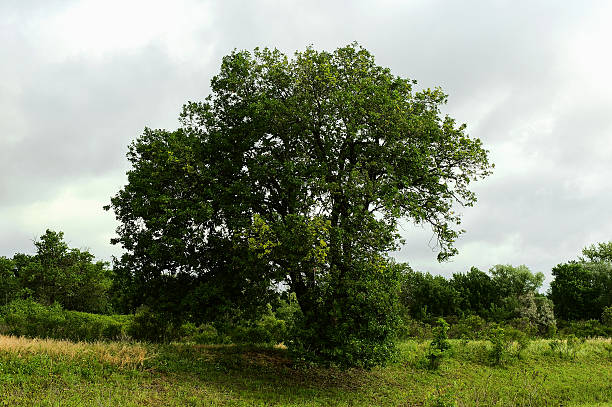 istock Big green tree and grass on the meadow. 545342992