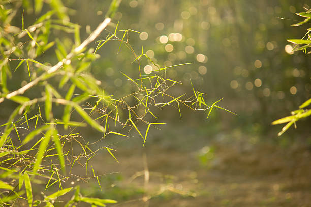 leaf bamboo stock photo