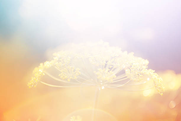 grass in a field in the sunshine