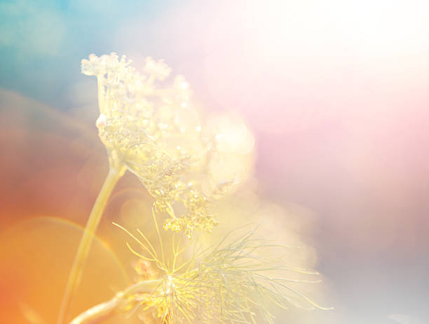 istock grass in a field in the sunshine 545346980