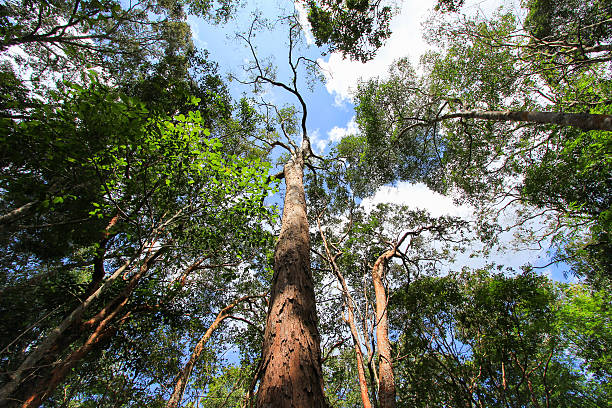 istock Tall trees , blue sky at Thung Salaeng Luang National Park 545347716