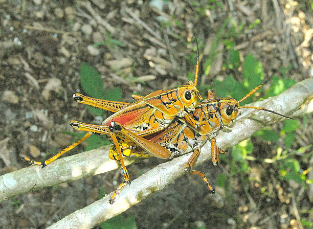 istock Lubber grasshoppers , mating , sex 545348256
