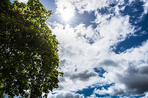 istock Part of tree and clouds against the sun 545348366