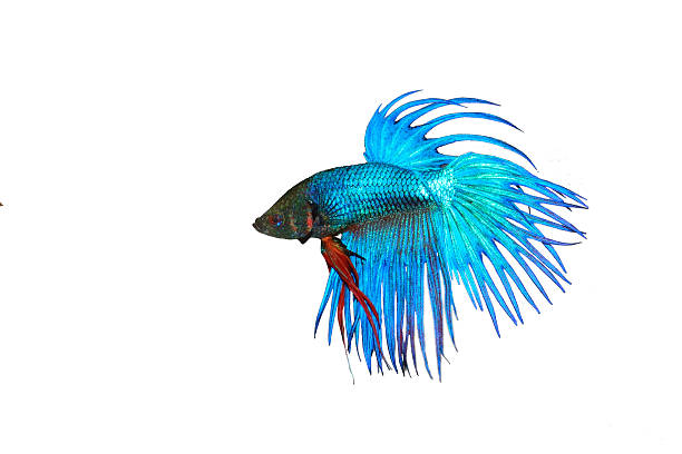 Siamese fighting fish Siamese fighting fish isolated on white betta crowntail stock pictures, royalty-free photos & images