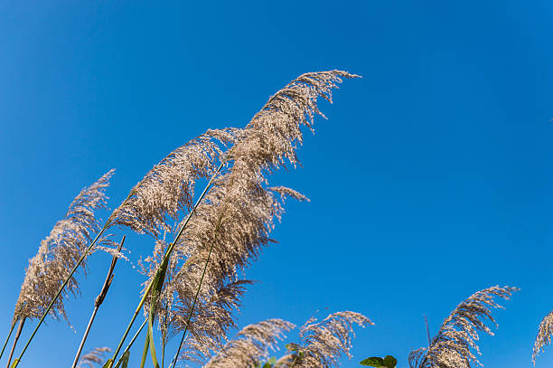 istock closeup of flower grass and blue sky 545351698