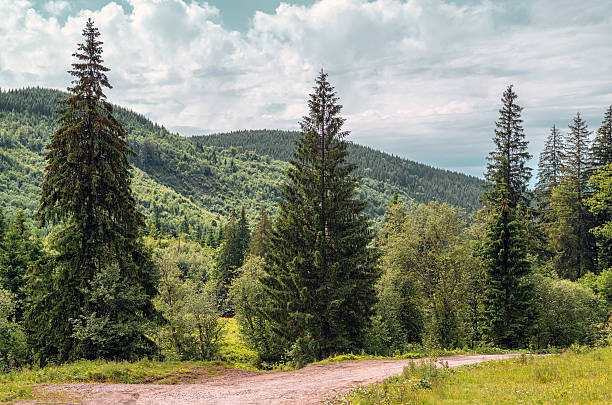 istock Beautiful pine trees on background Carpathian mountains 545352564