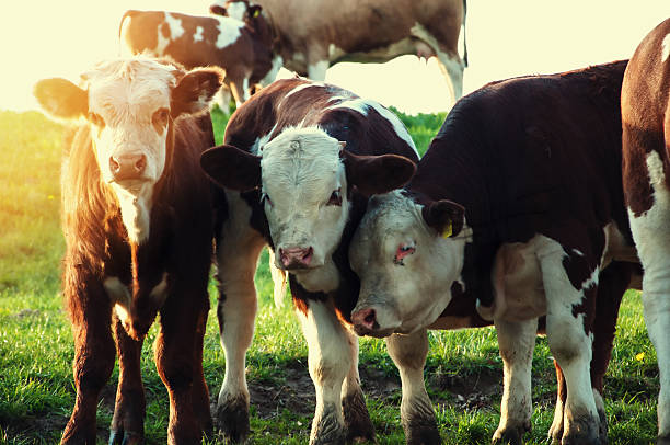 istock Cows grazing on a lovely green pasture 545353516