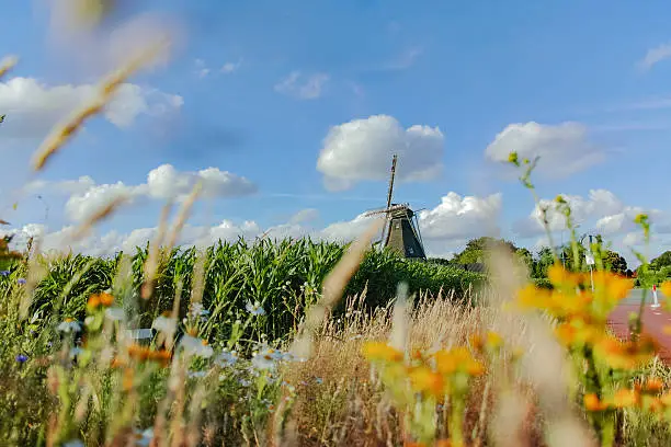 Dutch summer landscape with windmill