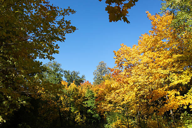 istock autumn maple leaves blue sky yellow orange 32 545353808