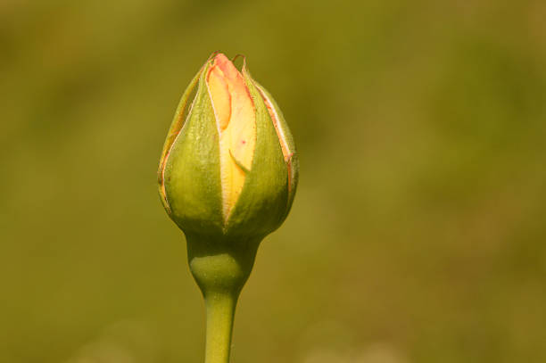Close-up of a yellow rose bud on a summer day