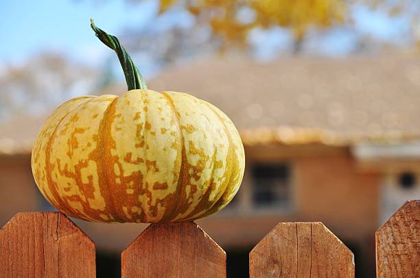 A wooden wall with orange Pumpkins & pink gourds at a pumpkin patch in Loxahatchee, Florida.