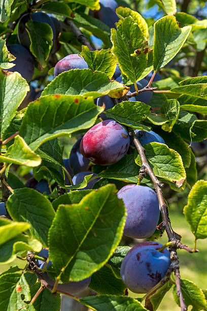 istock organic plums in the orchard 545356534