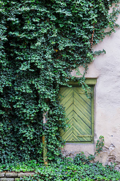 istock Old wall with window decorated by green creeper ivy leaves 545358260