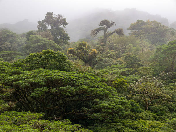 monteverde cloud forest in costa rica - monteverde cloud forest imagens e fotografias de stock