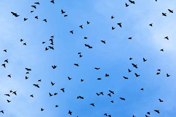istock Flock of birds swarm starling 545358698