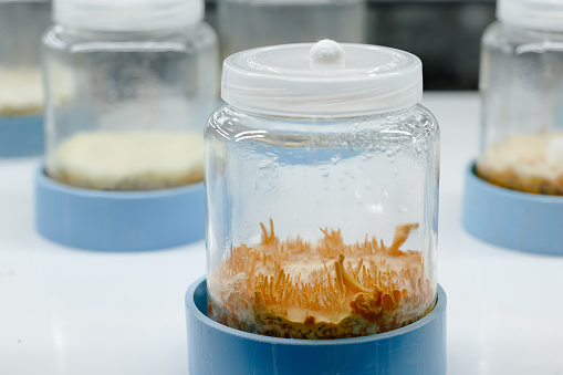 Cordyceps militaris in Glass bottles