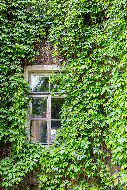 istock Old wall with window decorated by green creeper ivy leaves 545359002