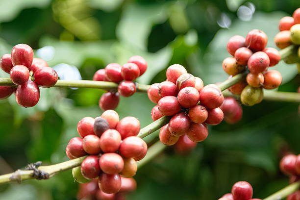 istock Coffee beans ripening on the branch 545359284