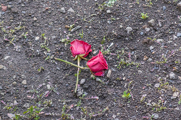 istock red roses laying on the ground 545359650