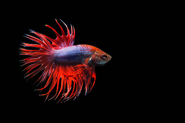 istock Siamese fighting fish isolated on black background. 545360810