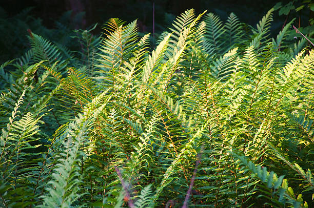 istock Fresh green fern leaves 545361246