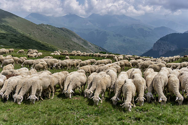 istock flock of sheep in mountains 545361326